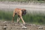 DOGUE ALLEMAND 144